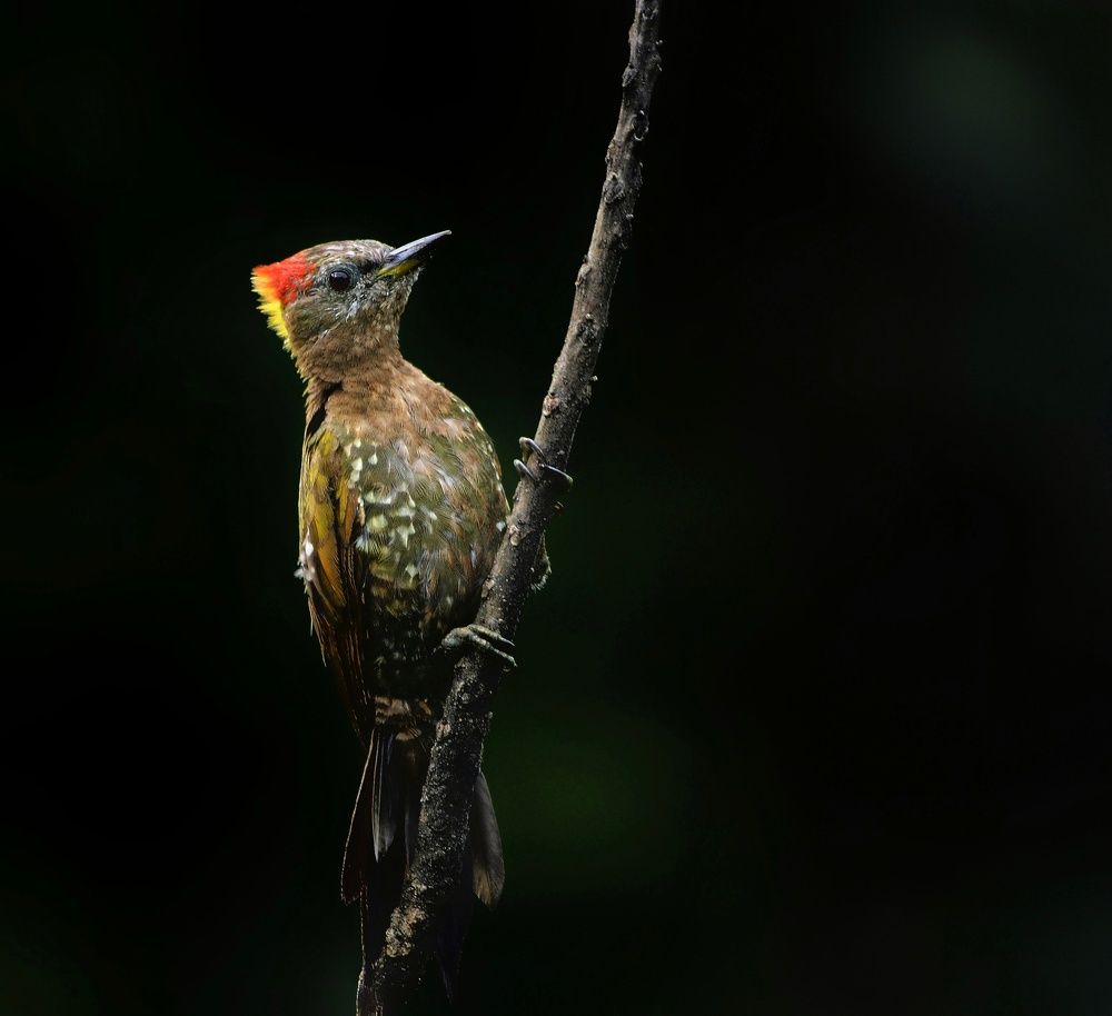 Photograph by George S George