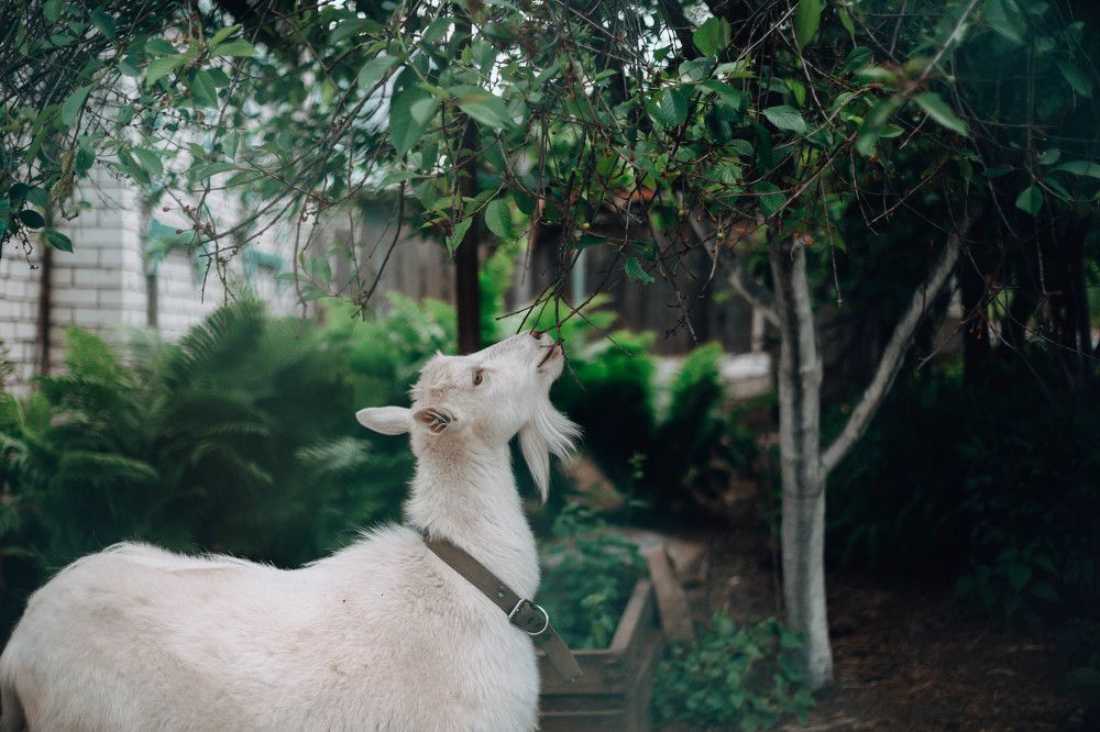 Photograph by Lidiya Naumova