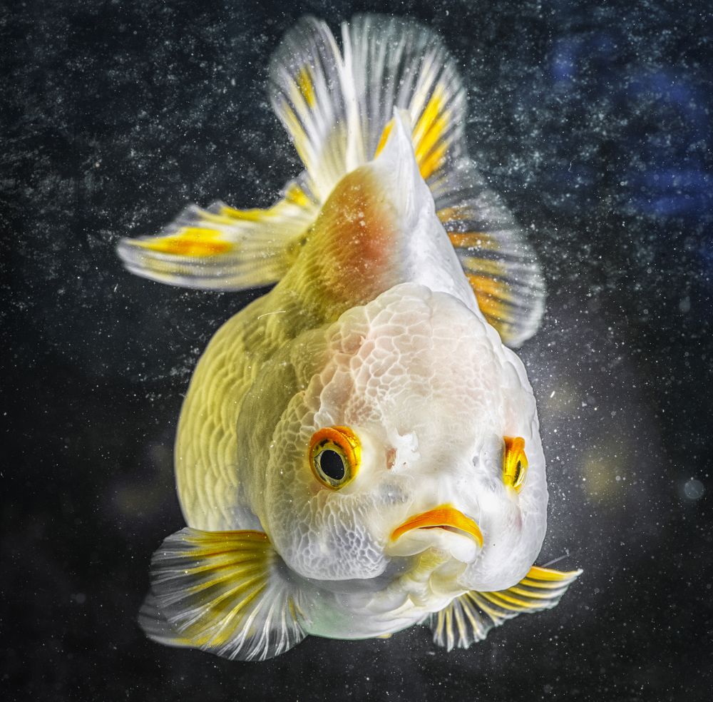 Photograph by Tran Khoa