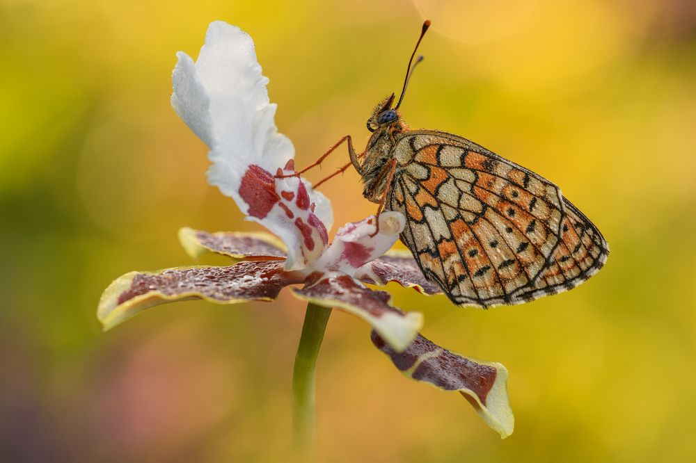 Photograph by Sara Jazbar