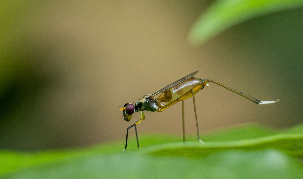 Photograph by chandima roshan