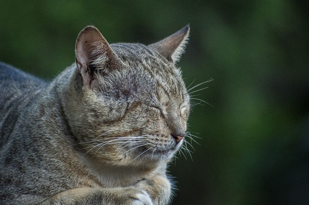 Photograph by chandima roshan