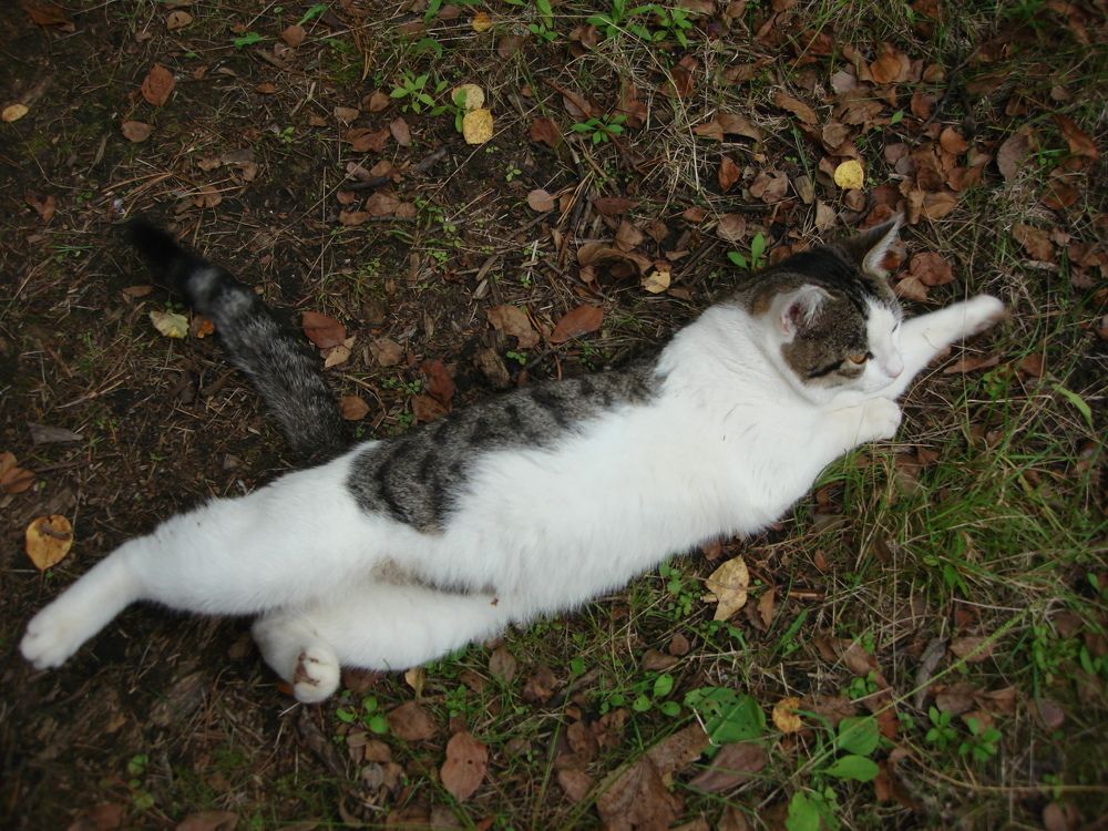 Кот - супермен