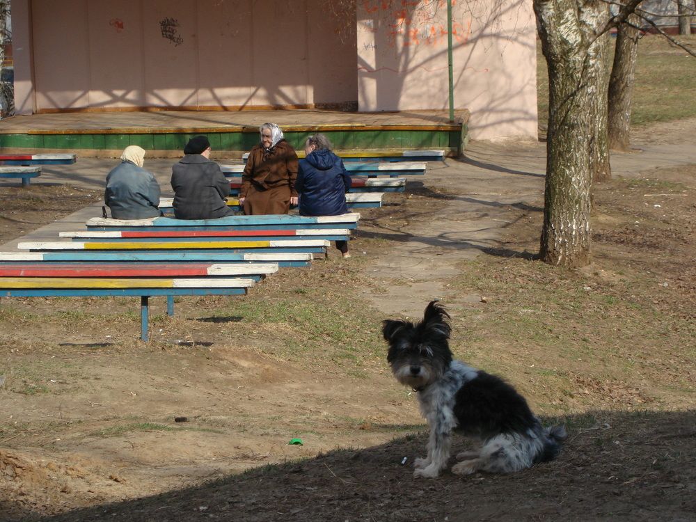 Бабушкина собака