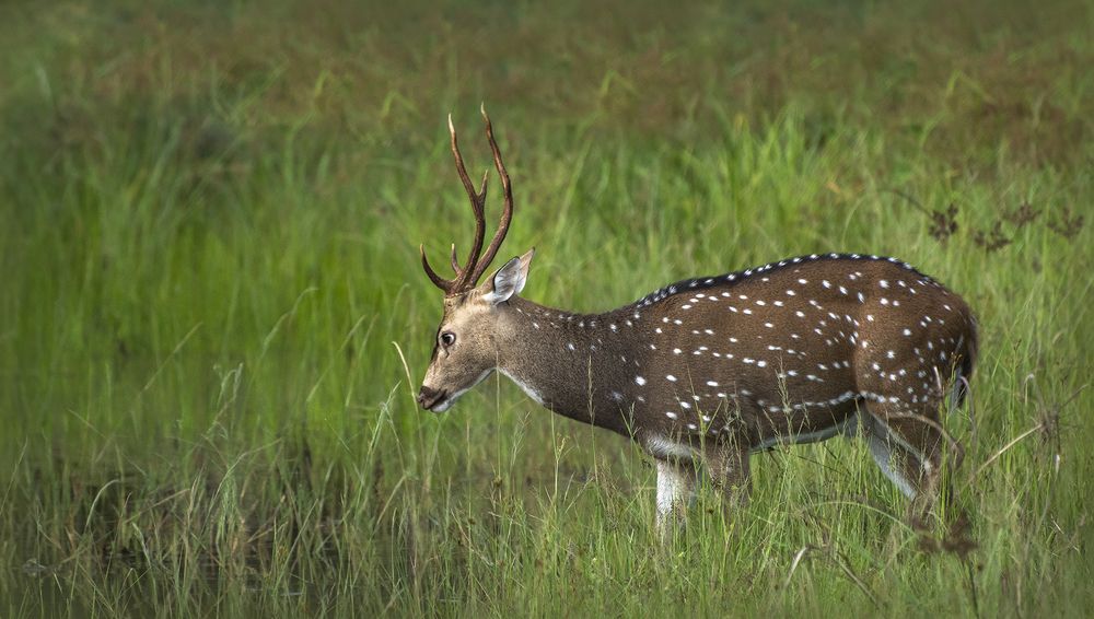 Photograph by chandima roshan