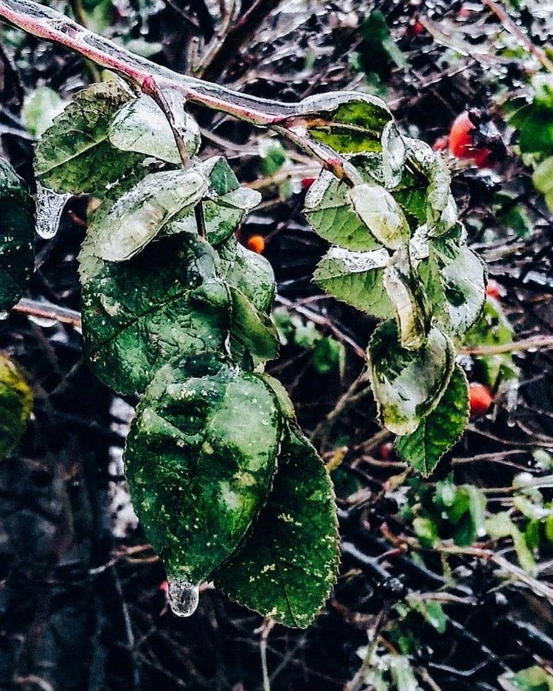 Зимняя зелень