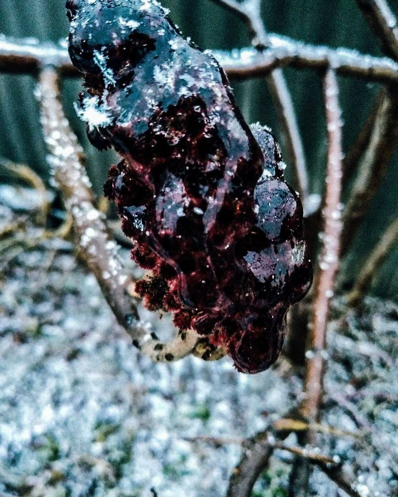 Замороженное йодовое дерево