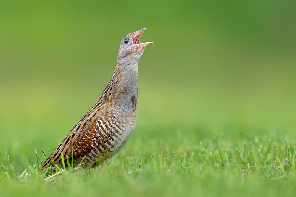 Voice of the Meadow