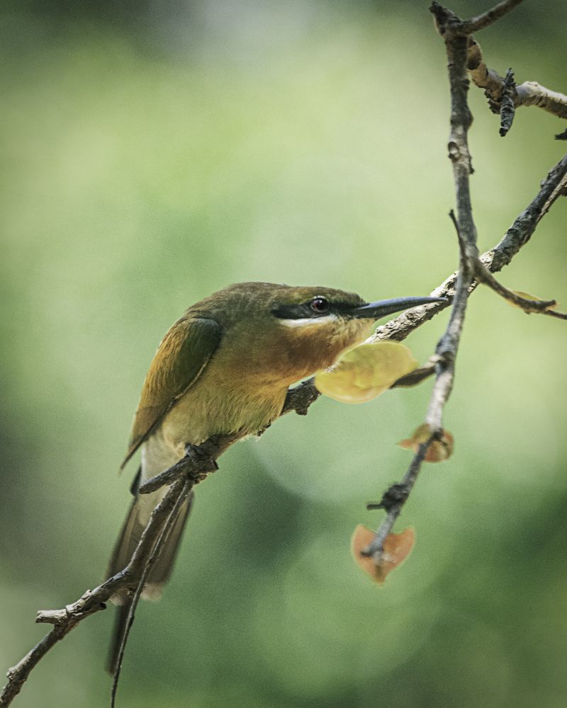 Photograph by Kanishka Jeewantha