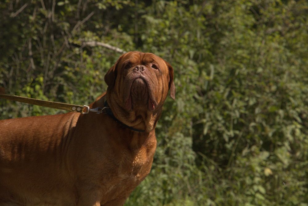 Любимый бордоский дог