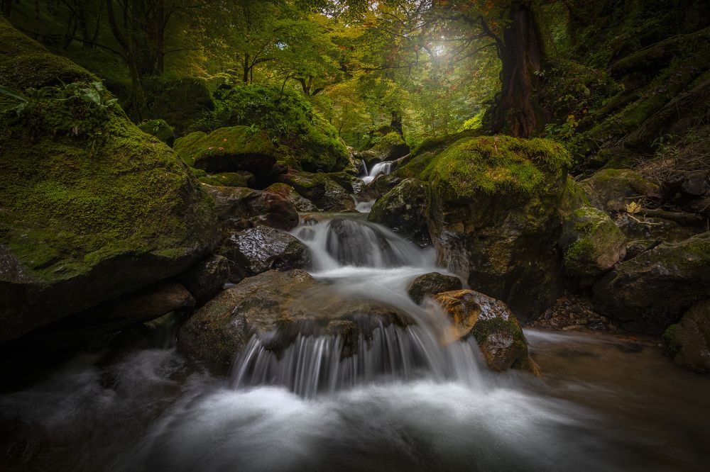 Фотография автора Pouya Palizkar