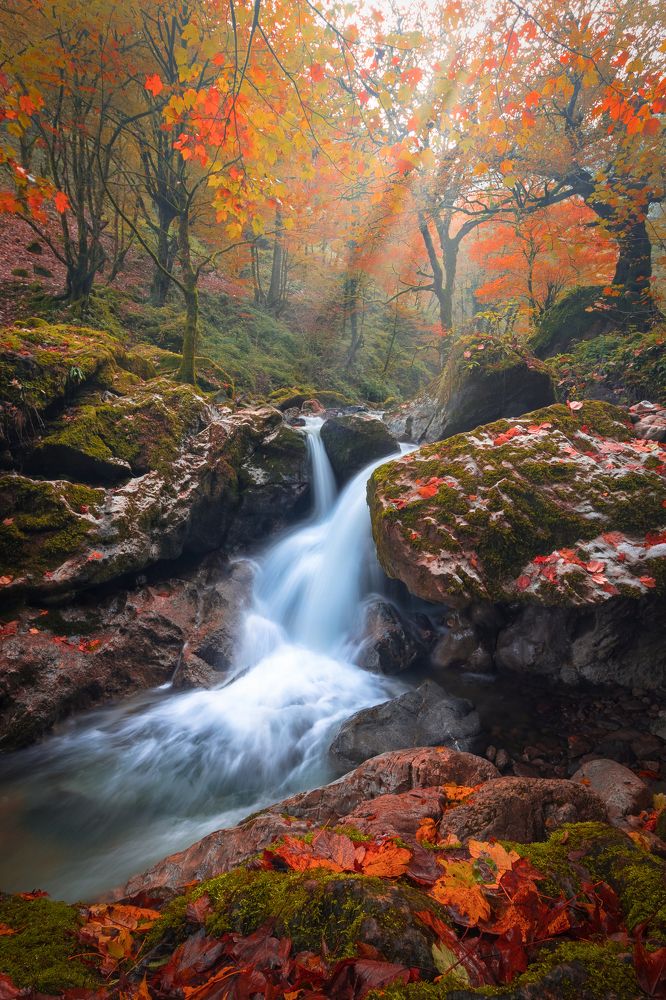 Фотография автора Pouya Palizkar