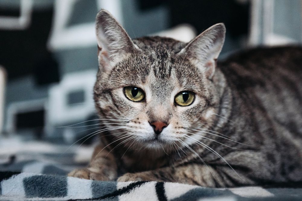 Фотография автора Татьяна Чапко