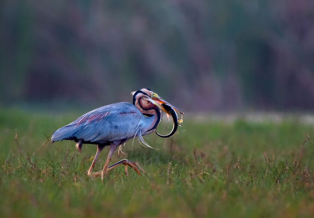 Opportunity for Big Meals