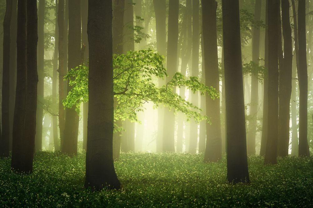 Mysterious forest in the Carpathians