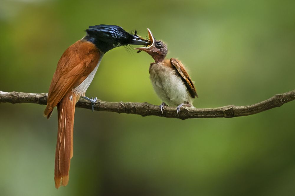 Photograph by Debjyoti Sarkar