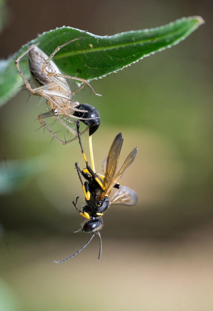 Photograph by Manojit Mallick