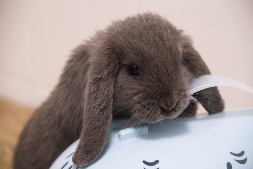 Фотография автора Анна Яковенко