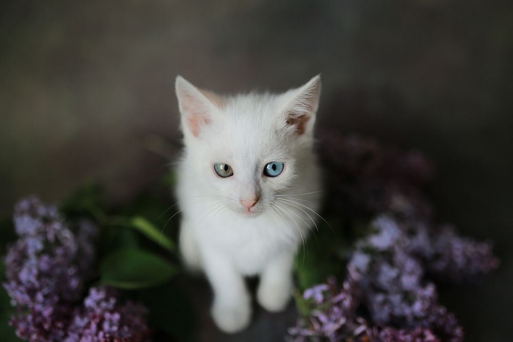 Photograph by Юлия Воловик