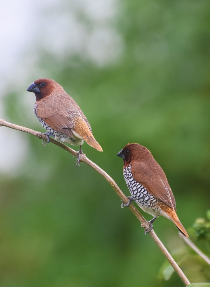 Scaly-breasted munia