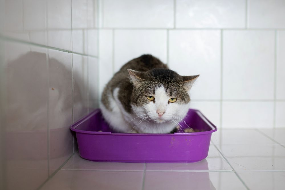 Photograph by Елена Иванова