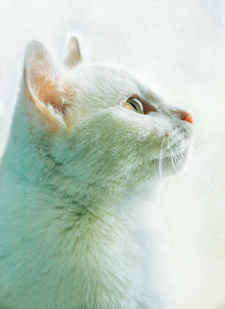 Photograph by Alisa Matveeva