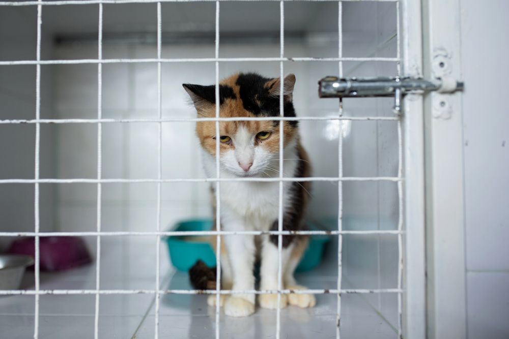 Photograph by Елена Иванова