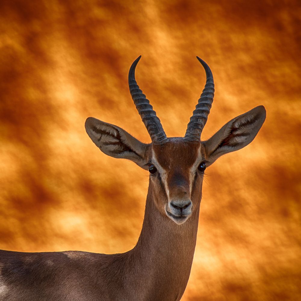 Фотография автора MOHAMED HUSSAIN YOUNIS