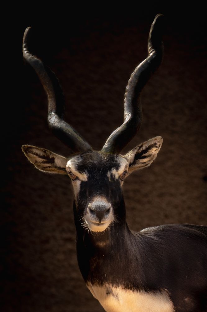 Фотография автора MOHAMED HUSSAIN YOUNIS