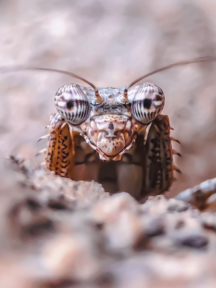 Mantis Lost In Thoughts