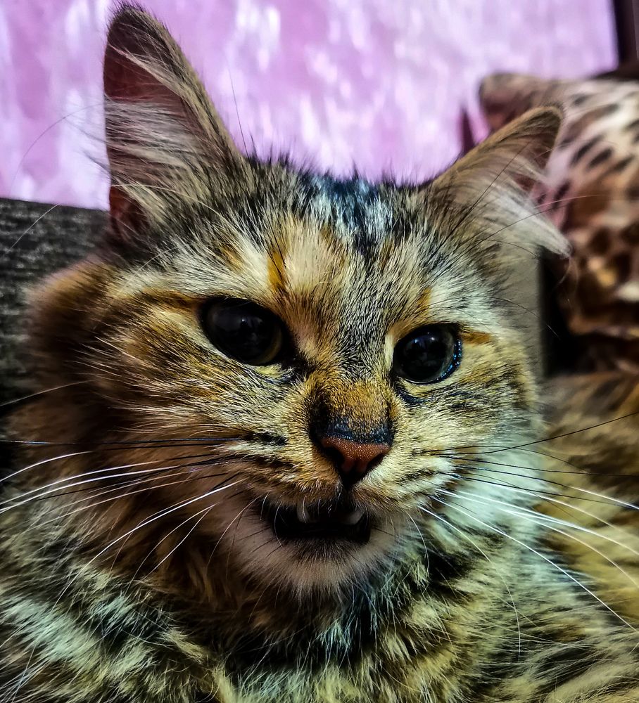 Фотография автора Ян Пчельников