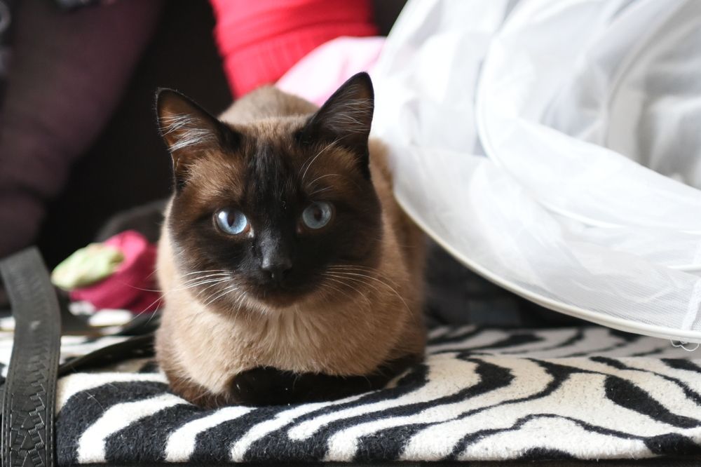 Photograph by Василь Гареев