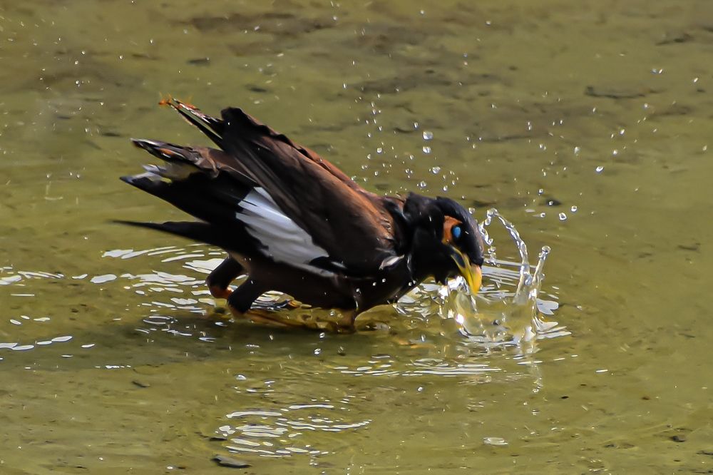 Photograph by Subrata Das