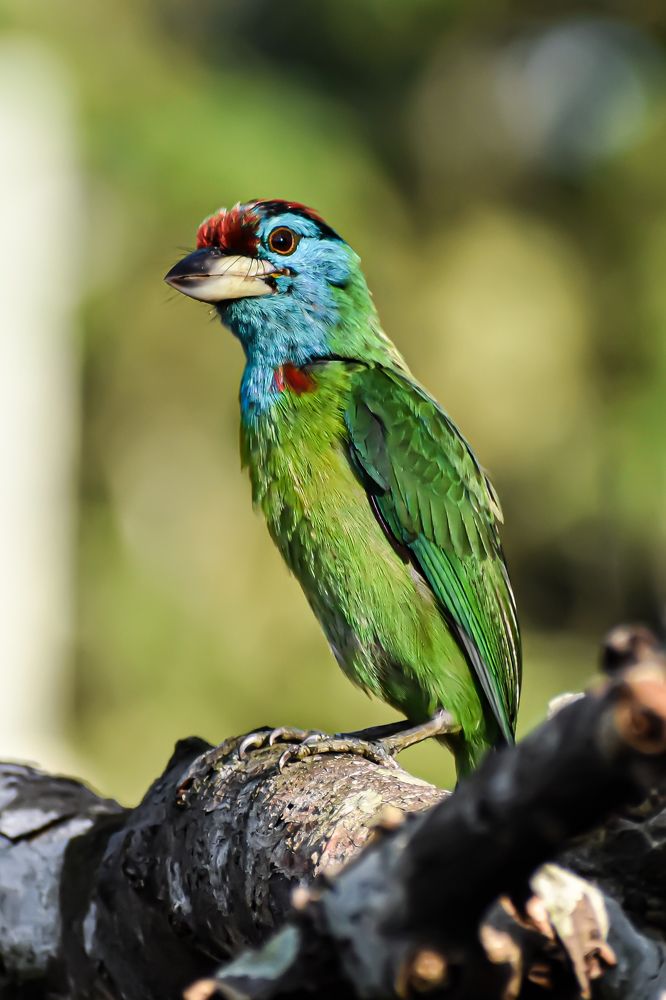 The blue throated barbet