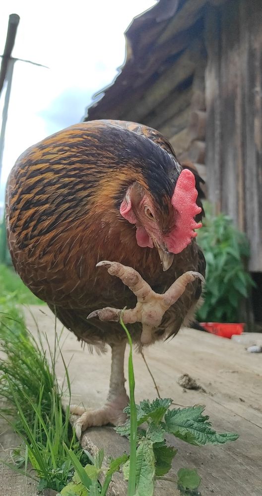 Photograph by Феофилактова Валя