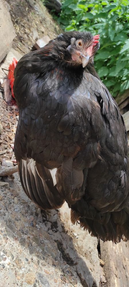 Photograph by Феофилактова Валя