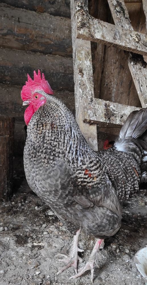 Photograph by Феофилактова Валя