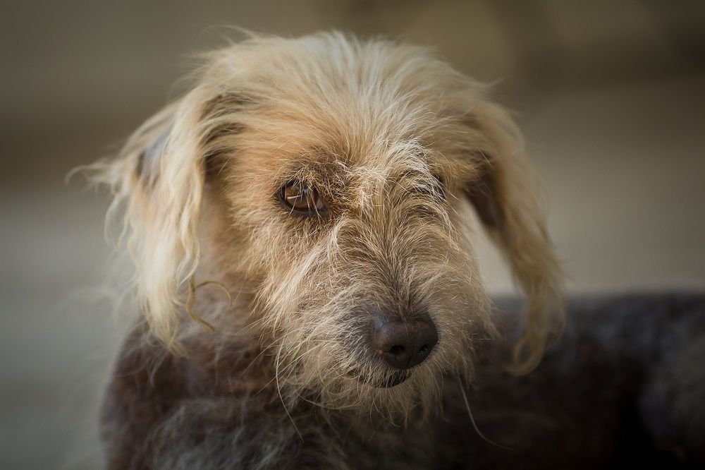 Photograph by Harald Ferber