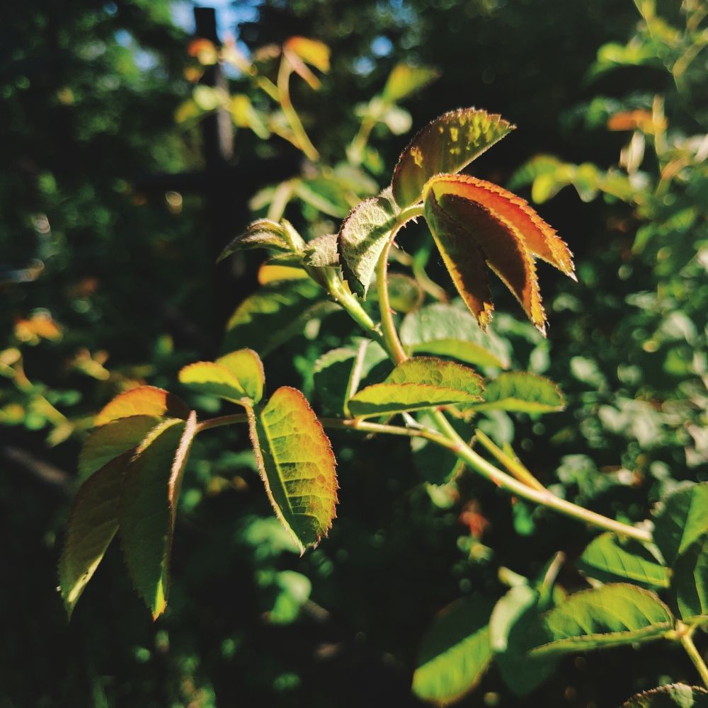 Photograph by Ярослав Красавин