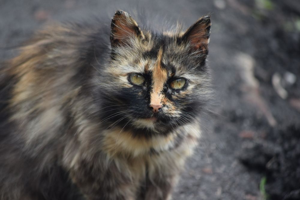 Photograph by Лариса Стрекулева