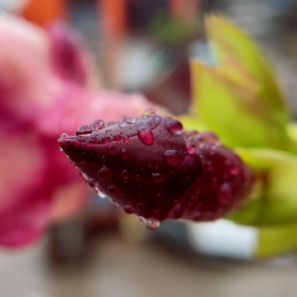 The Water Drops on Flower