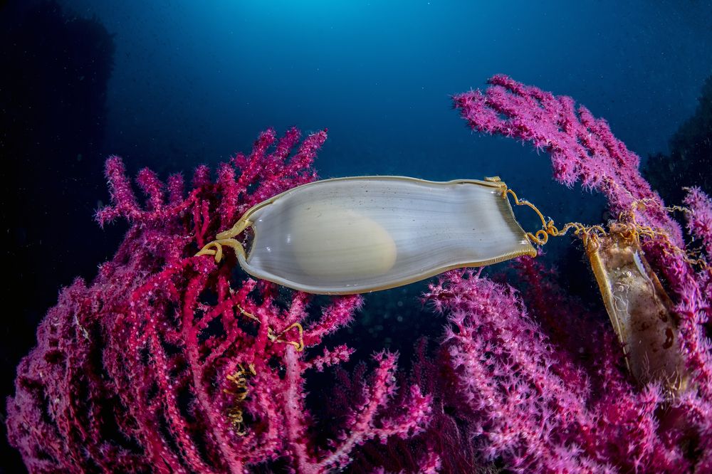 Photograph by Raffaele Livornese