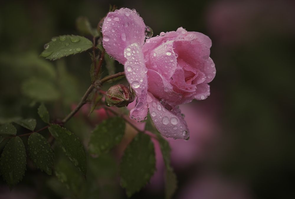 Фотография автора Анна Вигера