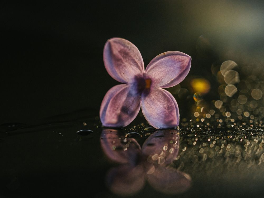 Photograph by Elena Yilmaz