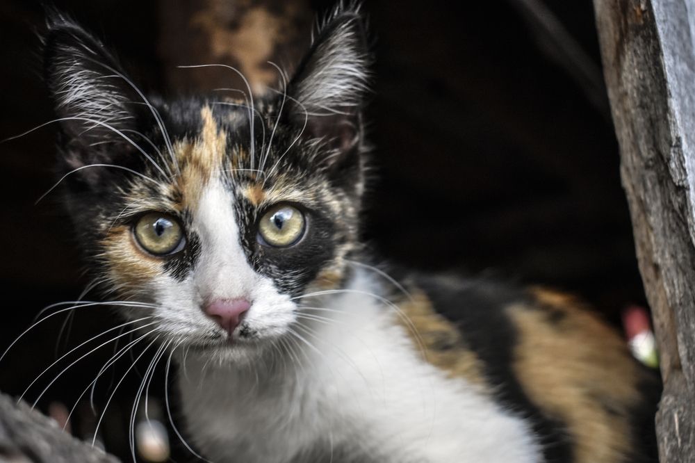 Photograph by Александр Курылёв