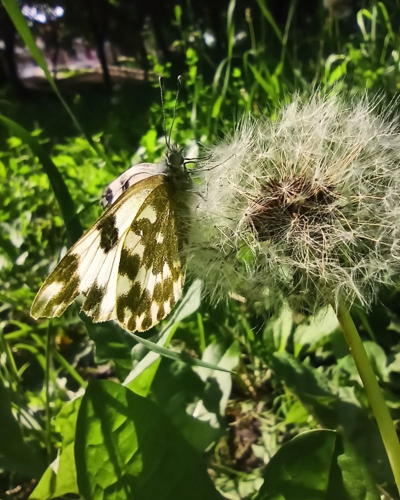 Butterfly nearby