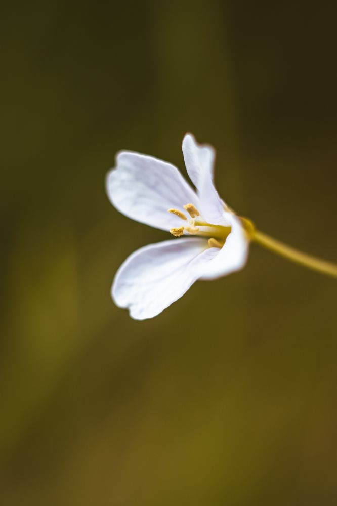 Photograph by Irina Chekanov