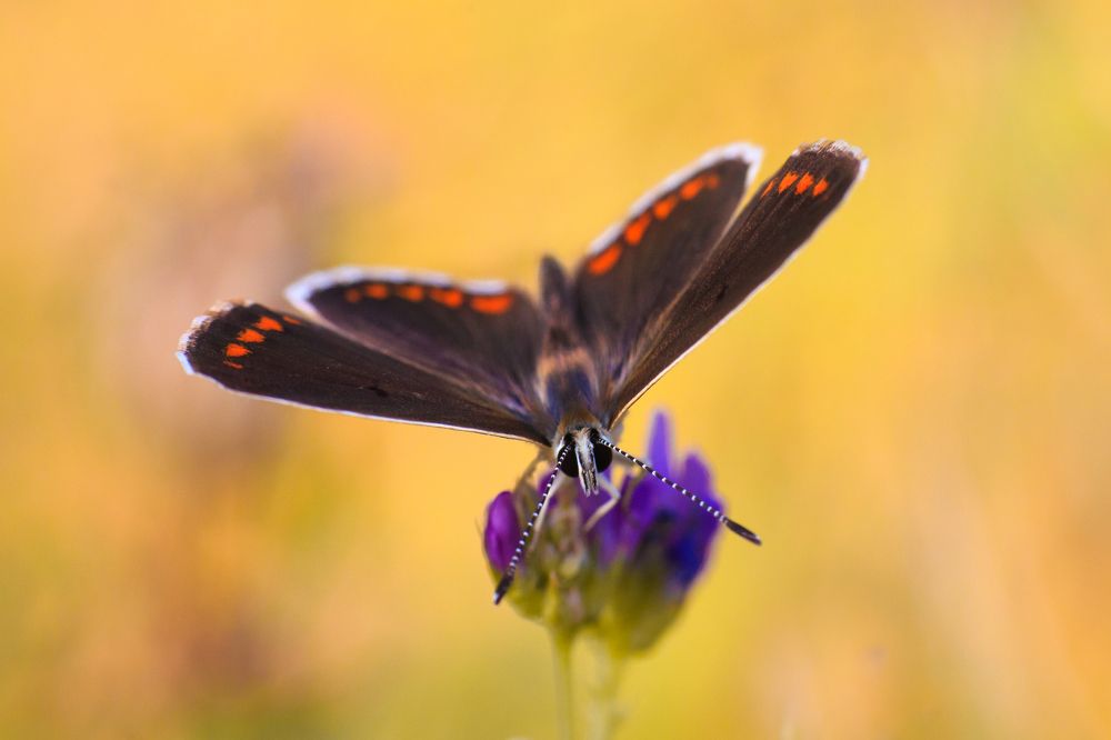 Photograph by Norayr  Hovhannisyan