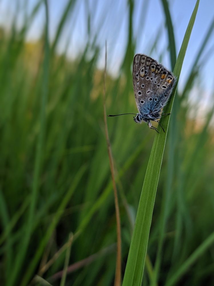 Просто Бабочка/Simple Butterfly