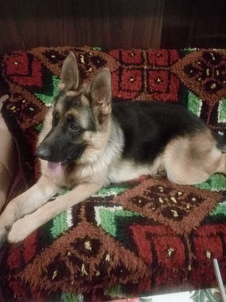 Фотография автора Stoyan Blagoev